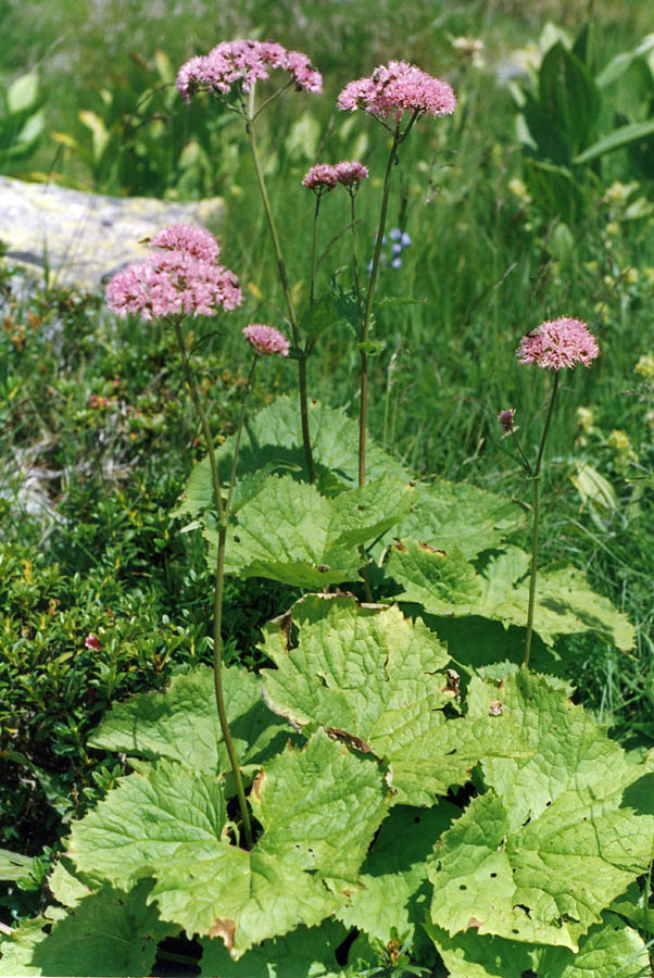 Adenostyles alliariae / Cavolaccio alpino